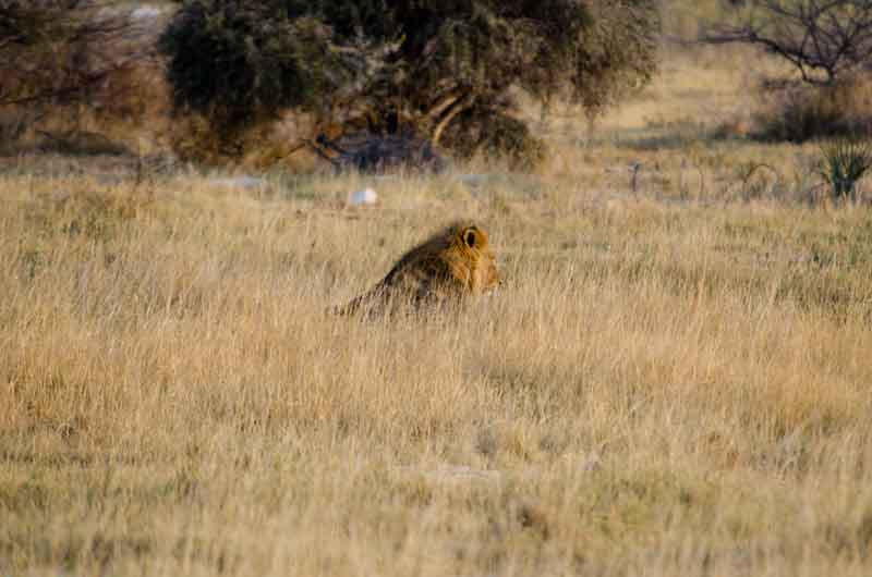 12 - Namibia - leon - parque nacional de Etosha